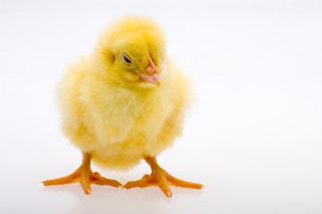 Little yellow chick