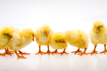 Little yellow chick