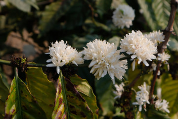 White coffee flower blossoming 