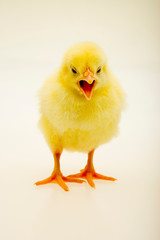Little yellow chick