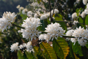 White coffee flower blossoming 