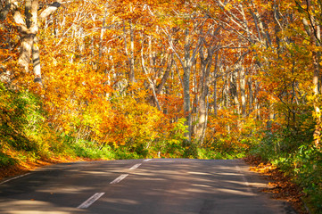 Fototapeta premium Hakkoda gold line the highway road number 109 in Aomori Prefecture during the fall trees along the road will gradually change the color according to the altitude of the area in travel concept.