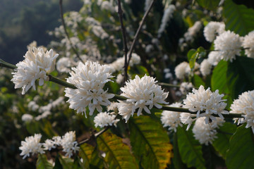 White coffee flower blossoming 