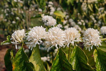 White coffee flower blossoming 