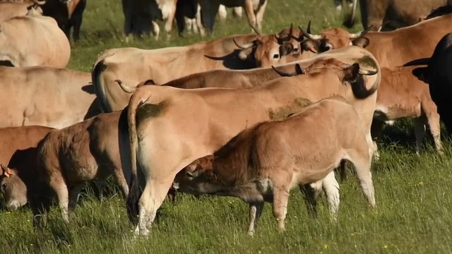 Troupeau et veau qui t&egrave;te
