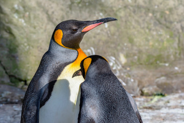 Pair of king penguins.