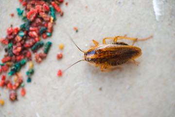 Cockroaches crawl into a trap with bait. Cockroaches fell into a sticky trap.