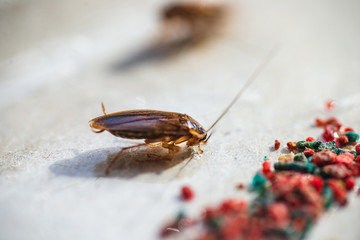 Cockroaches crawl into a trap with bait. Cockroaches fell into a sticky trap.