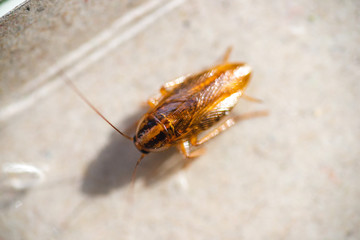 Big, fat cockroach close up