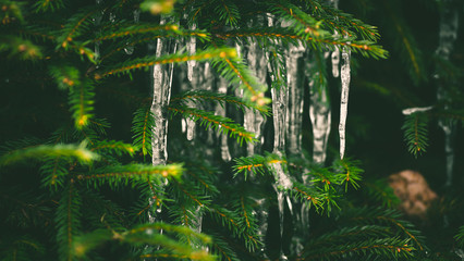 Icicles snow on the branches of trees