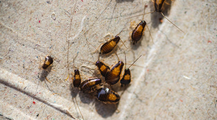 Many little cockroaches in one place