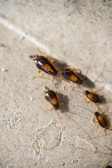 Many little cockroaches in one place