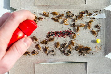 Cockroaches in the trap kill spray.
