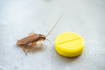 A cockroach crawled to the bait in the form of a yellow pill.