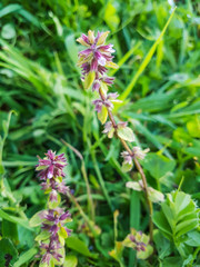 Field woundwort or staggerweed