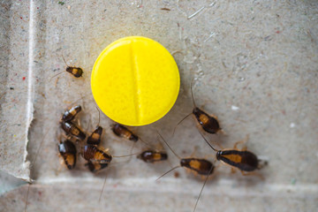 A cockroach crawled to the bait in the form of a yellow pill.