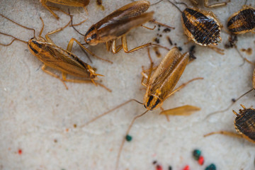 Cockroaches crawl into a trap with bait. Cockroaches fell into a sticky trap.