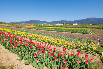 春のチューリップ畑