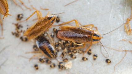 Cockroaches crawl into a trap with bait. Cockroaches fell into a sticky trap.
