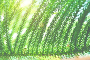 green background with leaves, The leaves of conifers, Pine branch, The branches of the pine forest