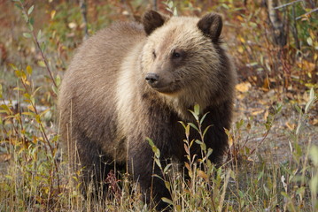 Obraz premium Grizzly bear in wilderness in north America
