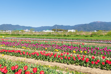 春のチューリップ畑