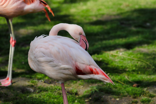 Full body of rosy colored flamingo waterbirds