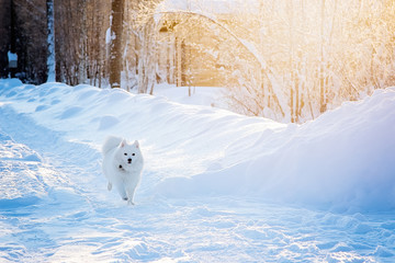 Fototapeta na wymiar White dog Spitz walks in winter on snow