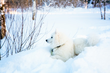 White dog Spitz walks in winter on snow