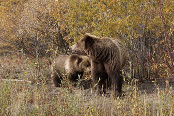 Grizzly bear with her cup in wild Yukon