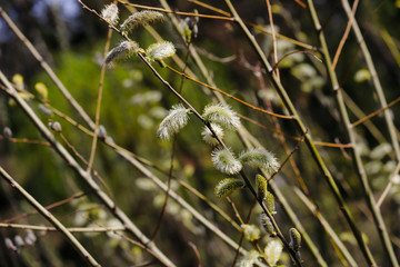 View of pussy willow tree branch in the springtime