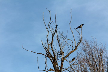 Hooded crow or Corvus cornix or Hoodie grey and black small birds sitting calmly on old dead tree with dried branches overlooking surroundings on clear blue sky background