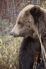 Naklejka na ściany i meble Grizzly bear in wilderness in north America