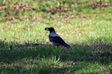 Fototapeta premium Hooded crow or Corvus cornix or Hoodie grey and black small bird calmly standing in shade of large tree holding nut in beak surrounded with uncut grass on warm sunny spring day
