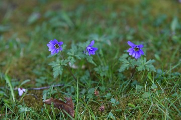 Wild flower at Vancouver