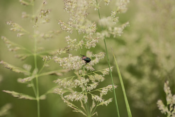 Green meadow closeup. Wild grasses photo background.