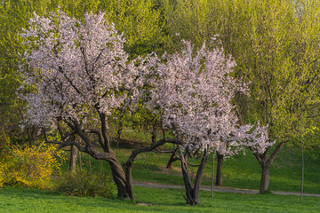 A Beautiful Tree with Pink Flower Surrounded by Yellow and Green