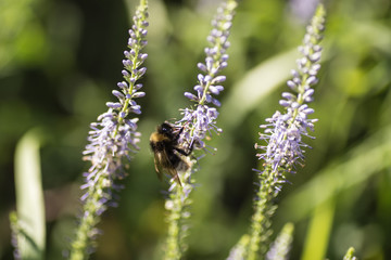 Beautiful meadow with wild flowers and bees.