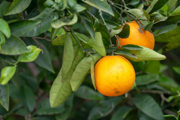 Naranjas en el &aacute;rbol