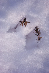 Brown dry twigs with dry leaves covered with white snow, natural background top view