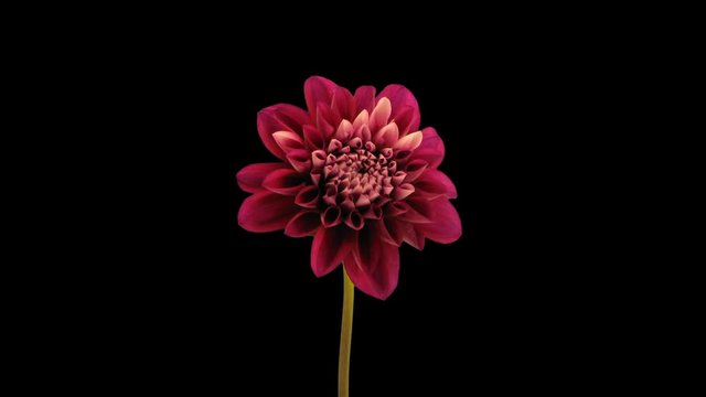 Time-lapse of opening red dahlia flower 9h1 in PNG+ format with ALPHA transparency channel isolated on black background
