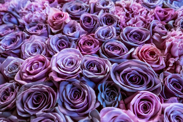 Natural roses background closeup