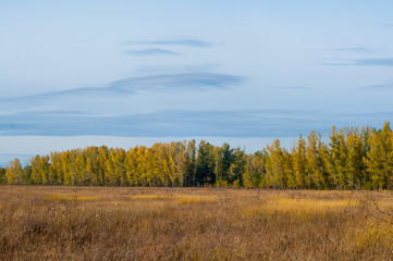 Fototapeta premium autumn forest in all its glory, it is so beautiful in the sunset