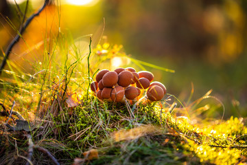 Armillaria Mushrooms of honey agaric In a Sunny forest.