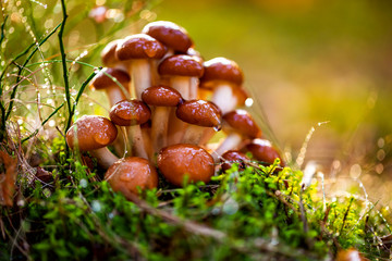 Armillaria Mushrooms of honey agaric In a Sunny forest.