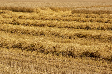Fototapeta premium Harvesting ripe wheat in a rural field