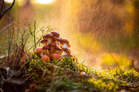 Armillaria Mushrooms of honey agaric In a Sunny forest in the rain. Honey Fungus are regarded in Ukraine, Russia, Poland, Germany and other European countries as one of the best wild mushrooms.
