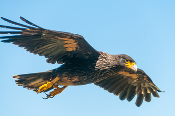 Striated Caracara