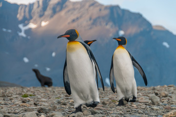 Obraz na płótnie Canvas King Penguins