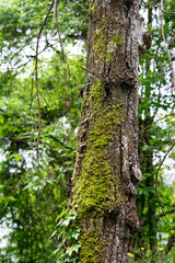 Obraz premium mech na drzewie